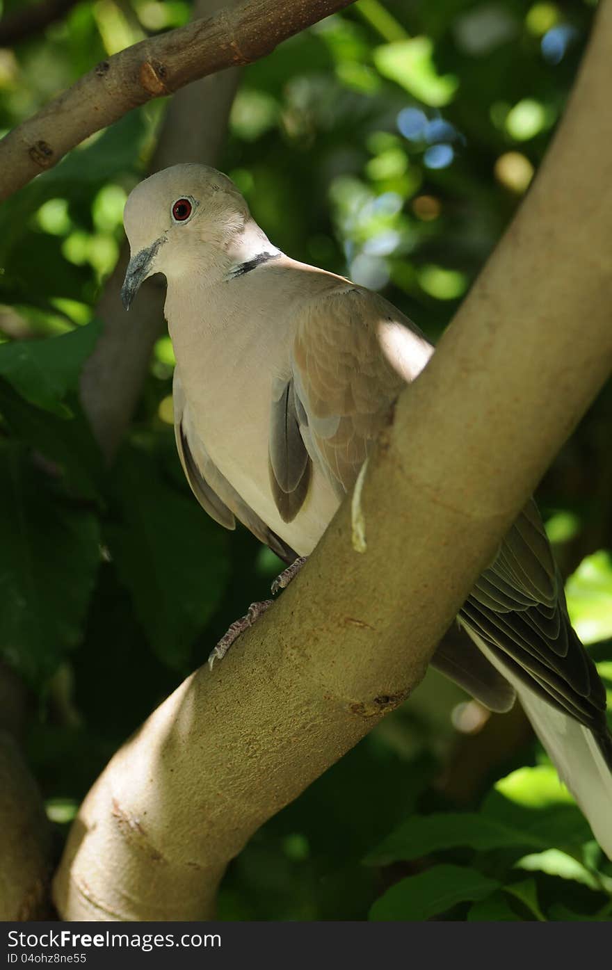 Eurasian collared dove