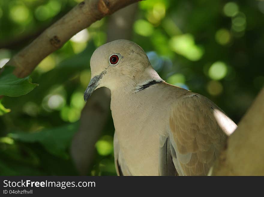 A Eurasian collared dove is perched in a fig tree with delicate sunshine showing off the soft feathers, close shot. A Eurasian collared dove is perched in a fig tree with delicate sunshine showing off the soft feathers, close shot