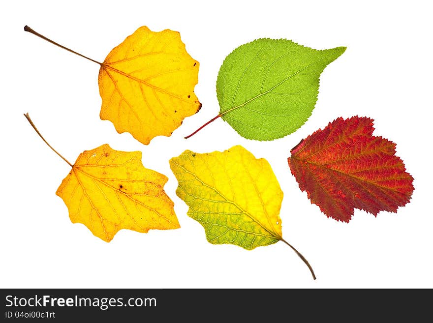 Autumn leaves isolated on white