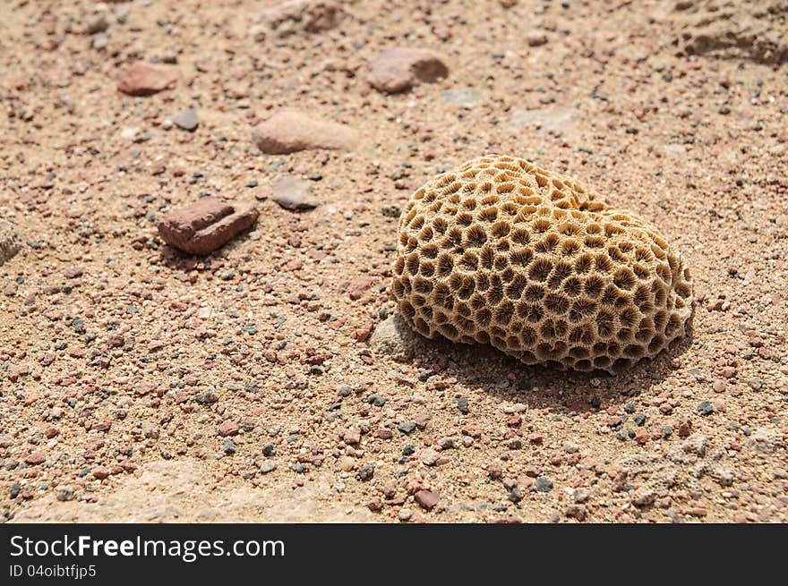 Dead mosaic coral on the beach of Red Sea