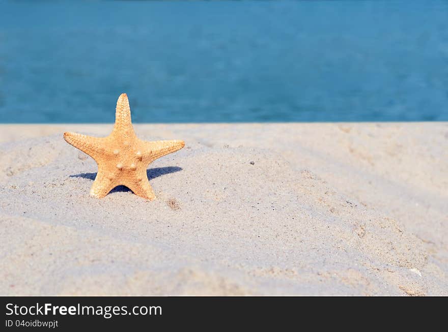 Starfish on a sunny beach