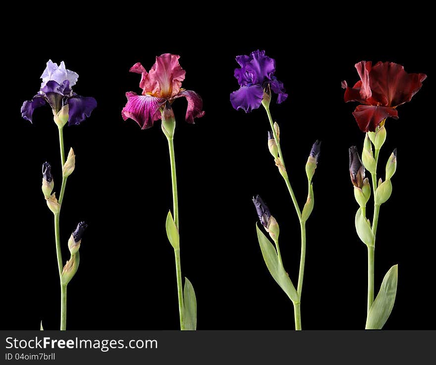 Four different irises shooted in photo studio on black background