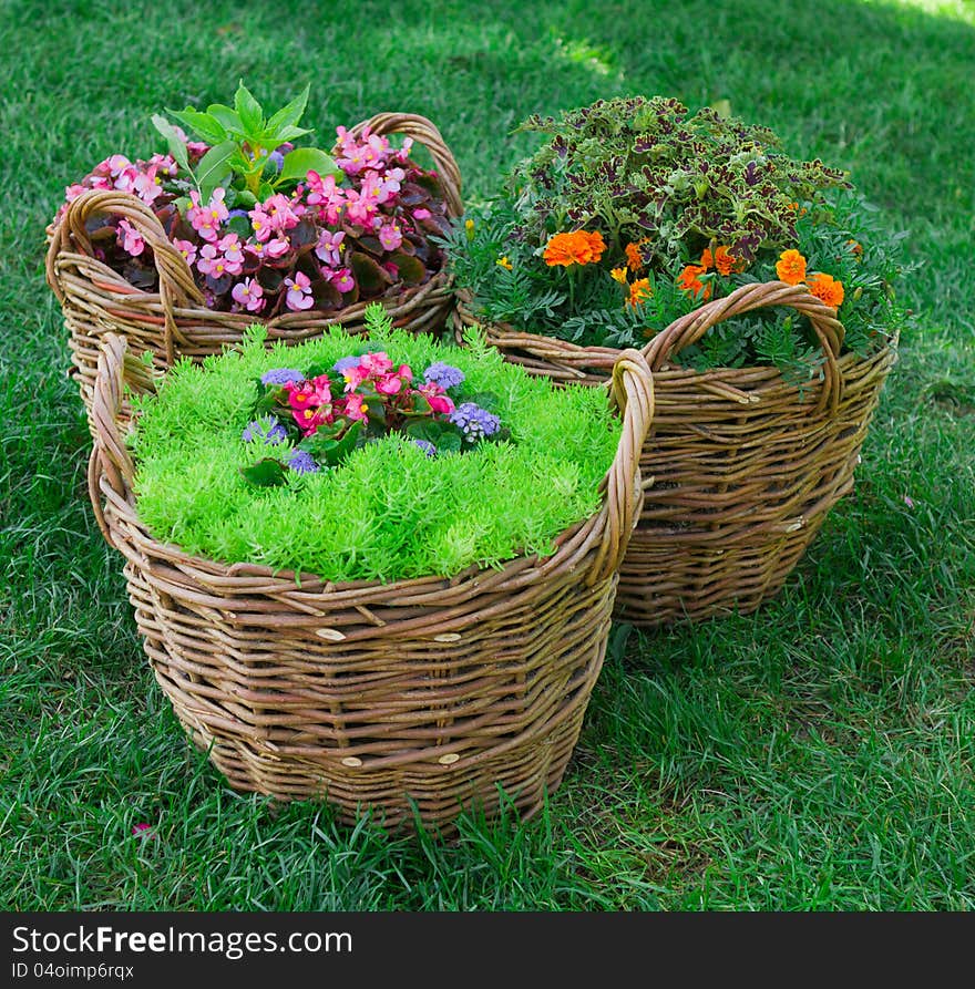 Beautiful basket of flowers in the garden landscape