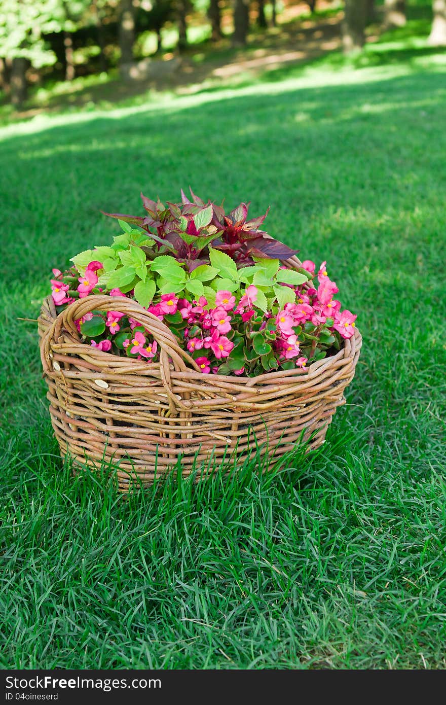 Beautiful basket of flowers in the garden landscape