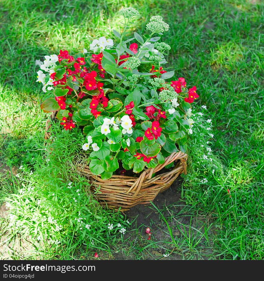 Beautiful basket of flowers in the garden landscape