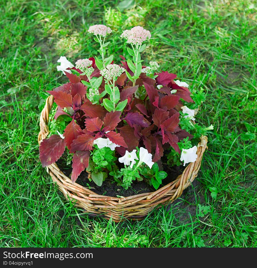 Beautiful basket of flowers in the garden landscape