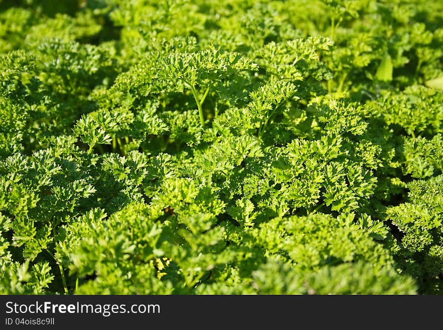 Spice - parsley