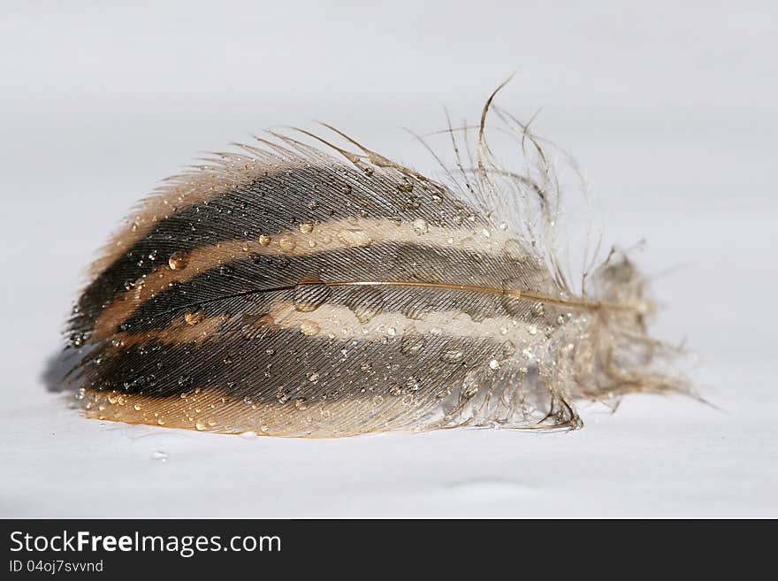 Digiart - a small bird's feather with many raindrops. Digiart - a small bird's feather with many raindrops