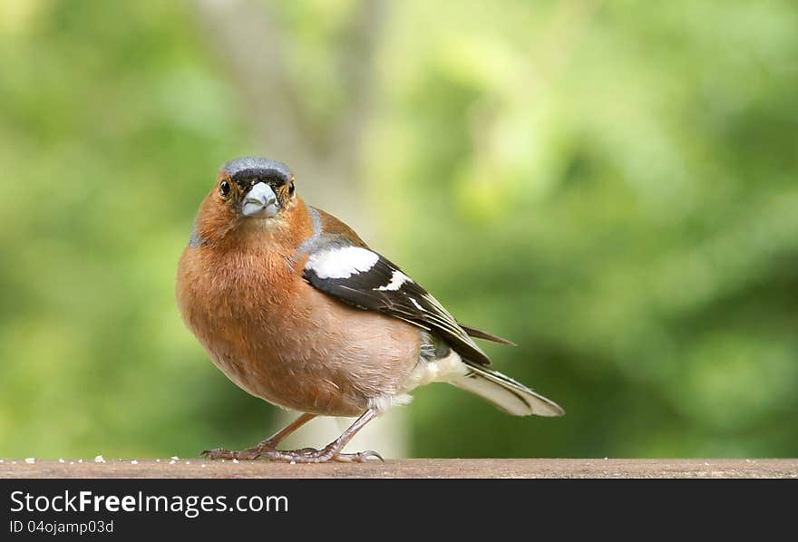 Male Common Chaffinch &x28;Fringilla coelebs&x29