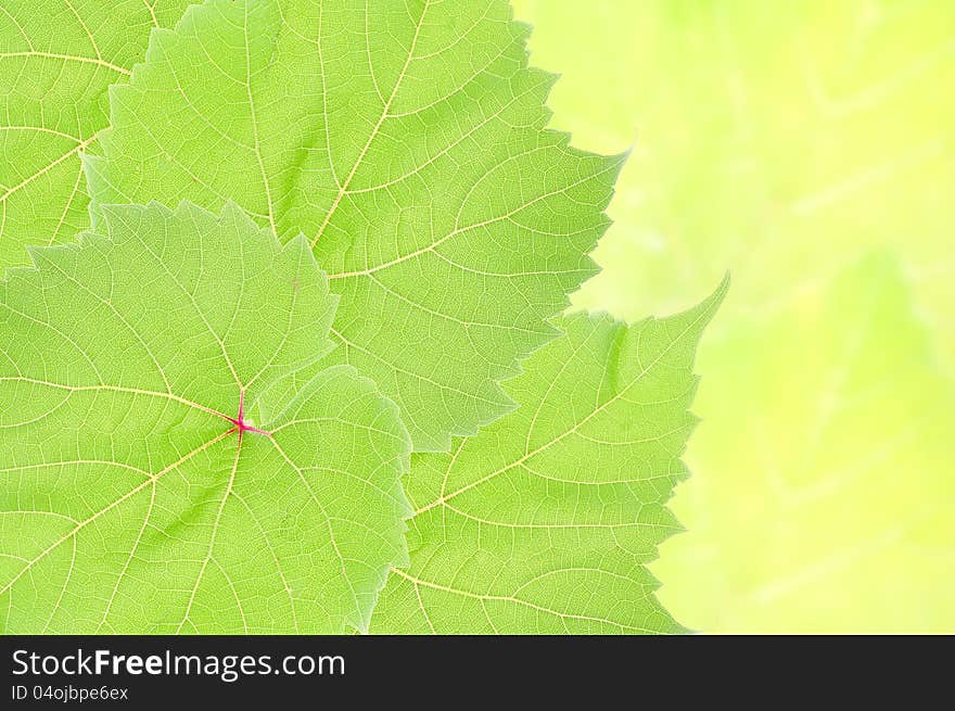 Grape leaves background