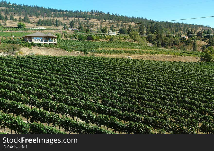 Lush green vineyard in Naramata, British Columbia. Lush green vineyard in Naramata, British Columbia.