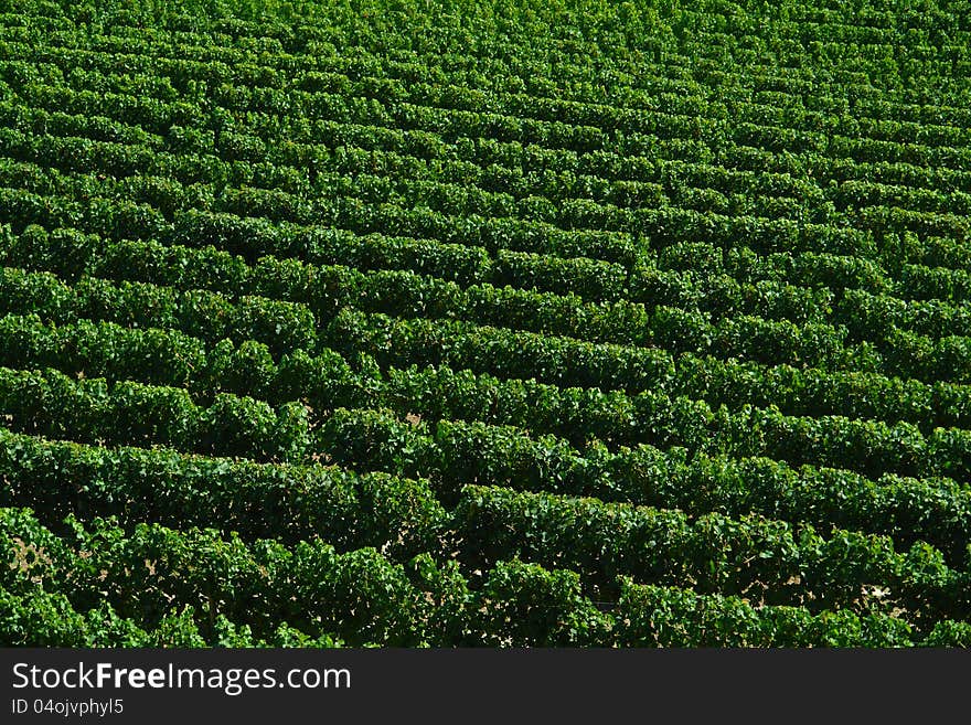 Rows of bright green grape vines. Rows of bright green grape vines.