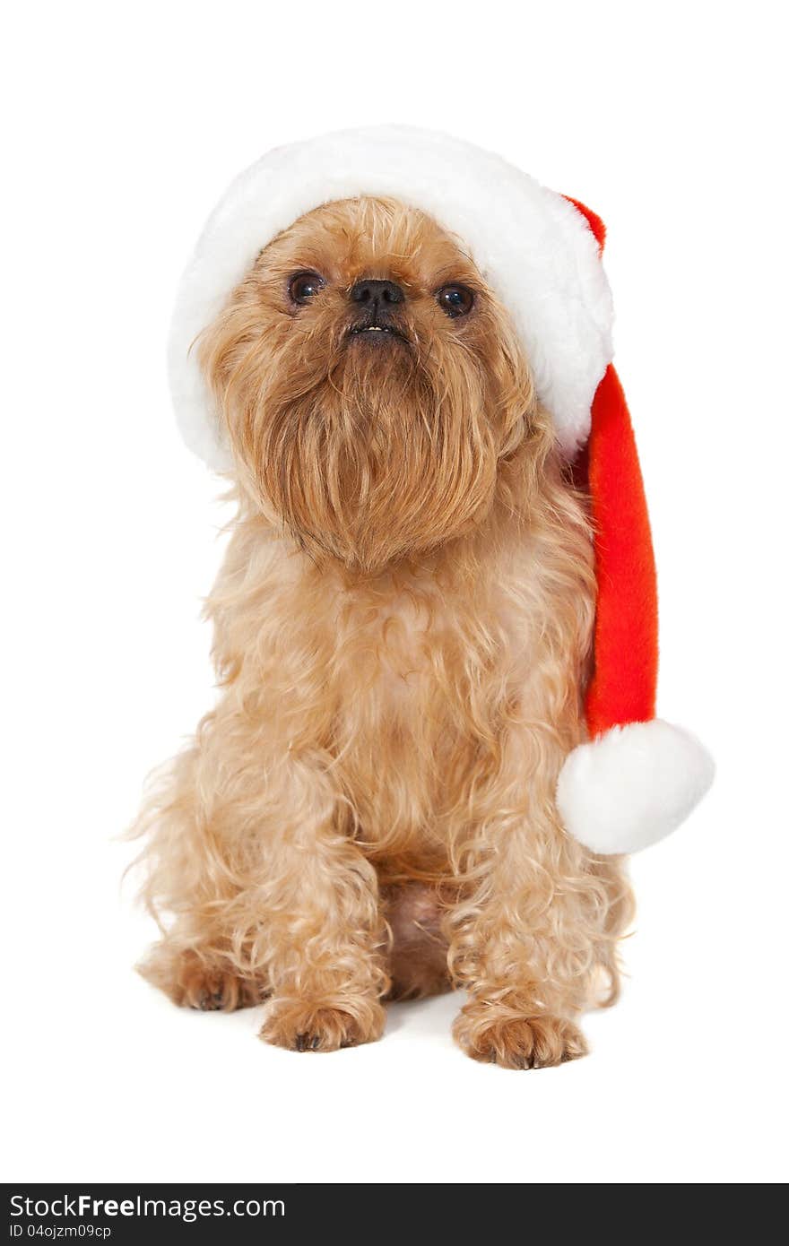 Dog Santa