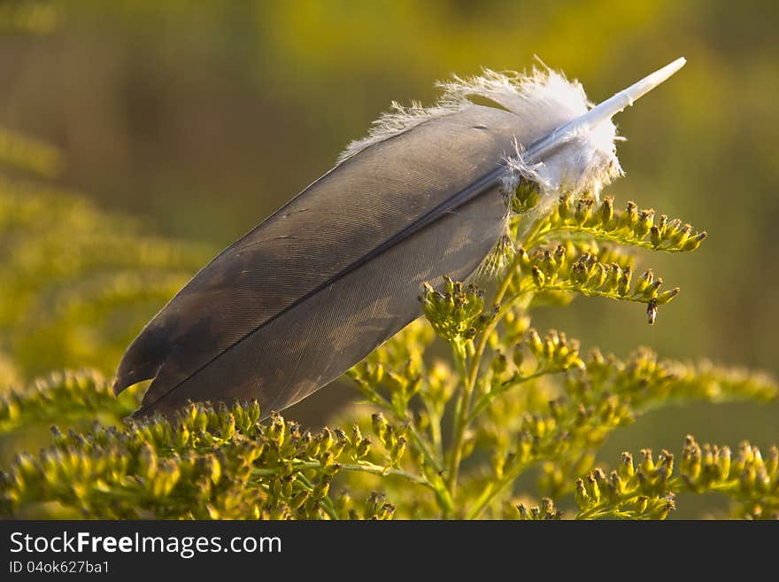 Feather