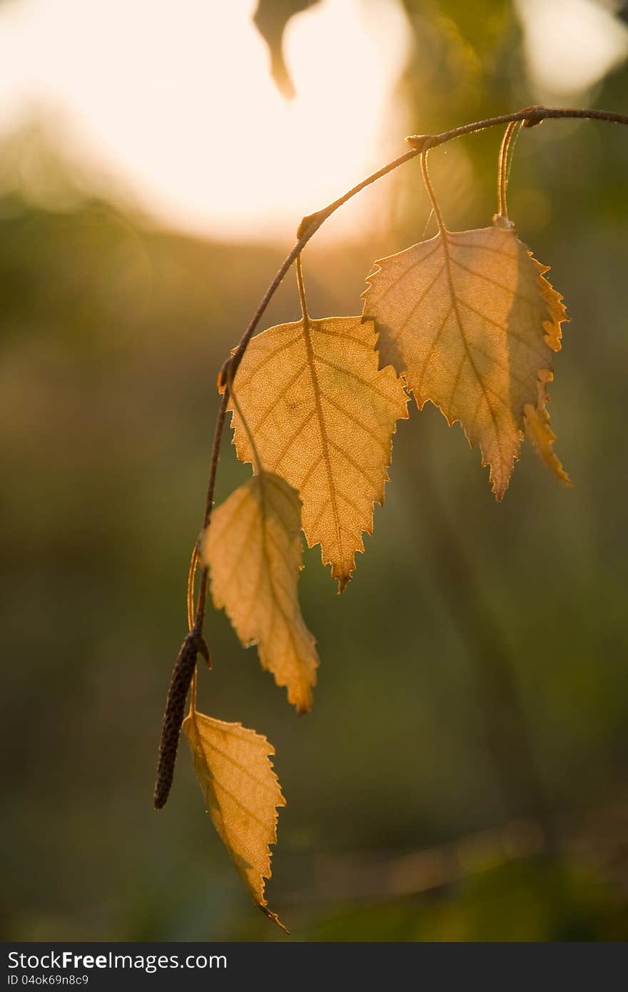 Birch leaves