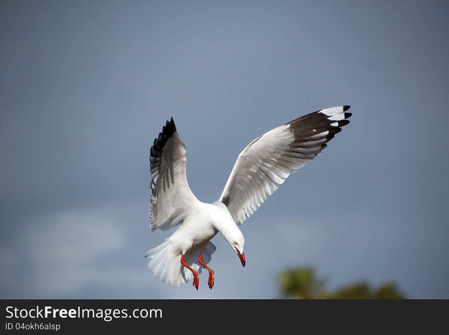 White Seagull Landing In Estuary