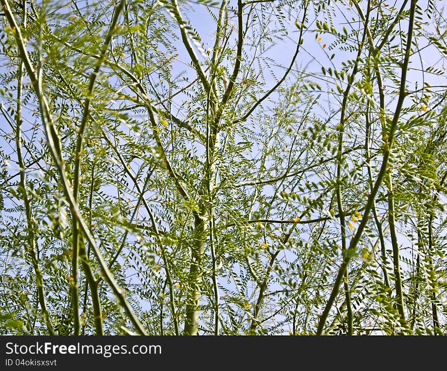 Background of fragile leaves and flowers on trees. Background of fragile leaves and flowers on trees