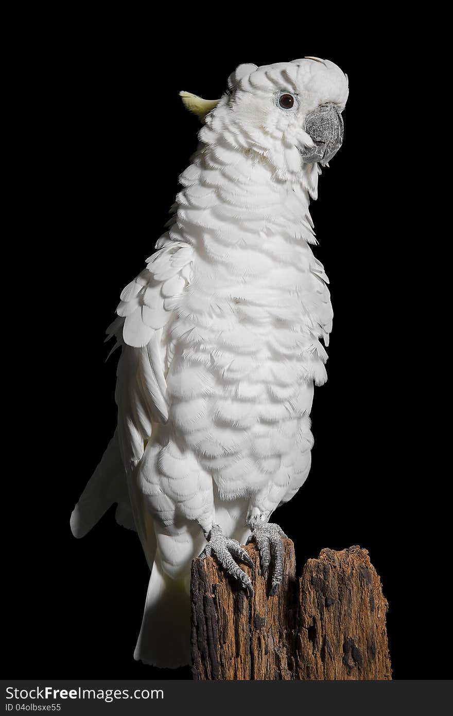 Sulphur Crested Cockatoo on a fence post