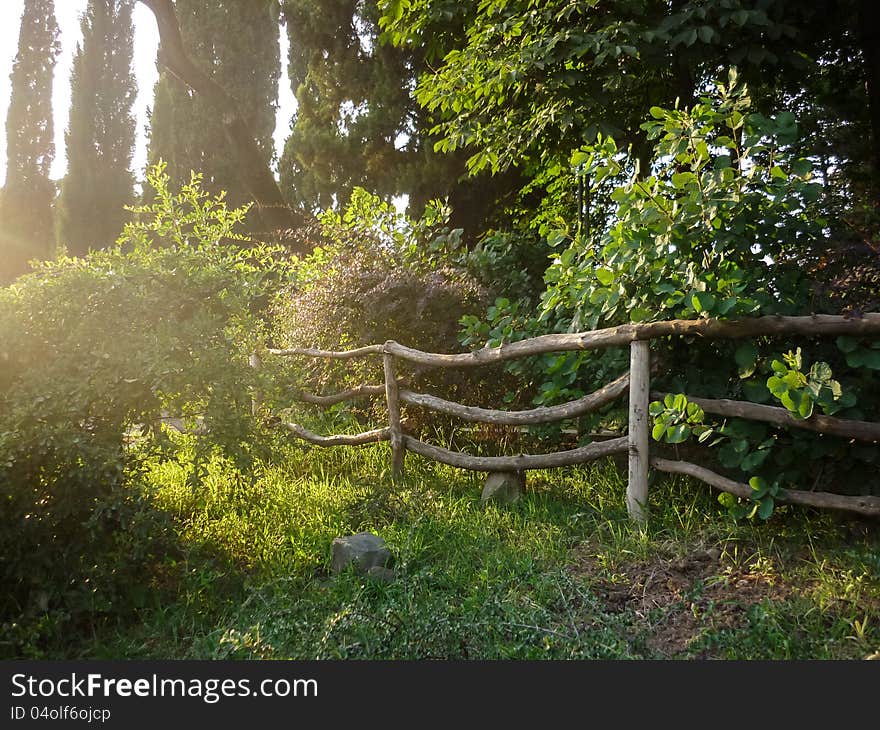 The play of light and shadow in the garden