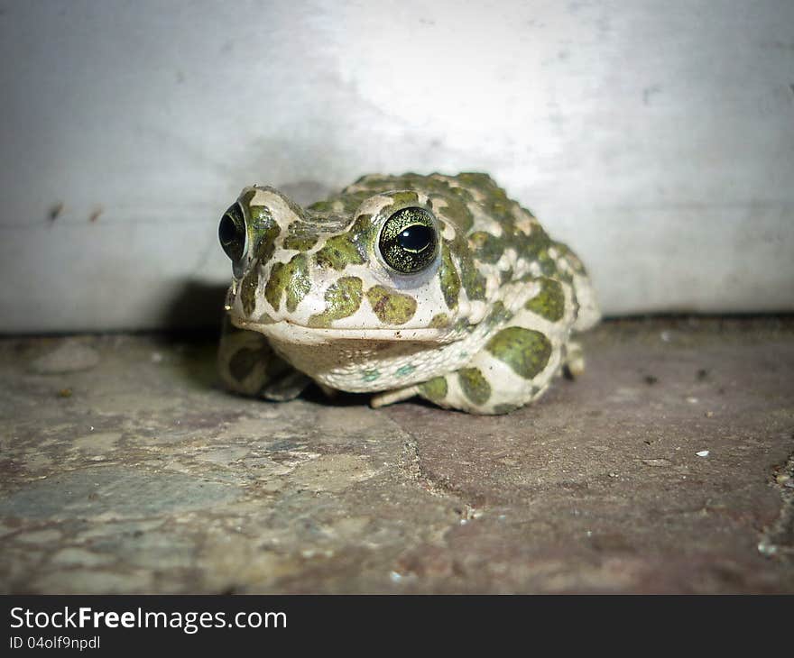 Green toad sitting on a stone