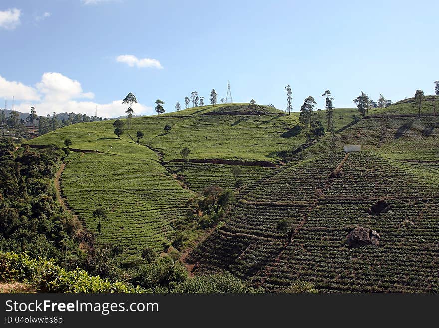 A tea plantation in highland from sri lanka