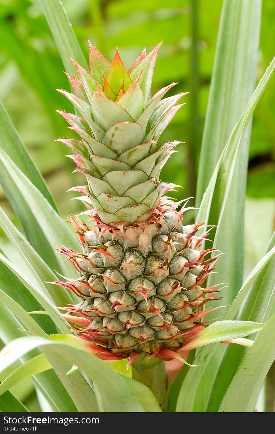 Pine apple in the garden.