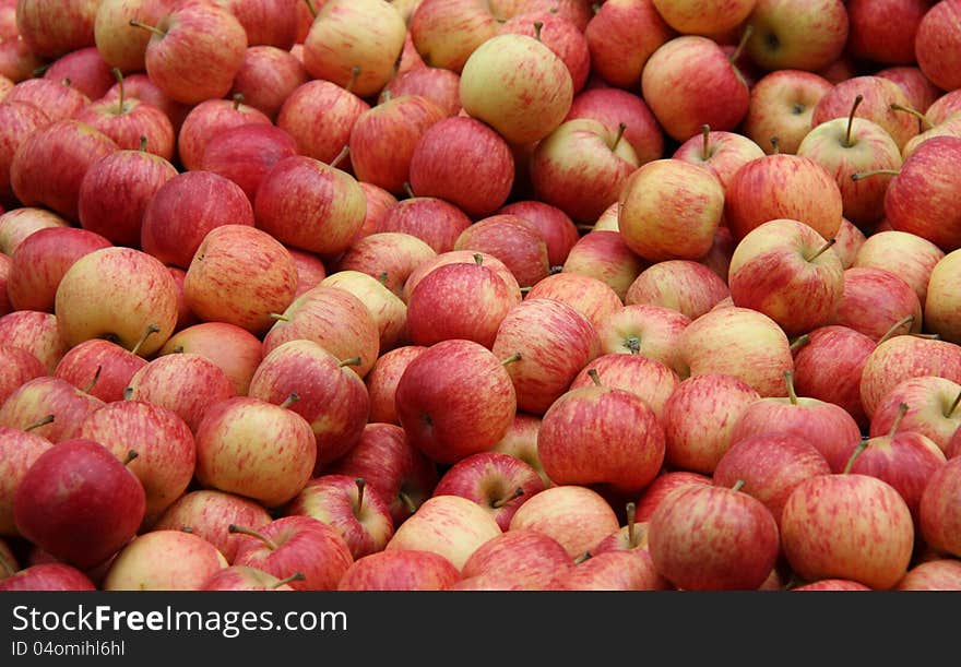 Freshly Picked Apples.