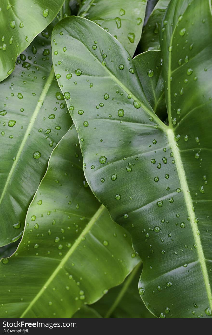 Green leaves with water droplets