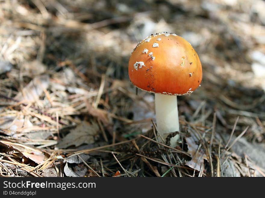 Beautiful red toadstool in autumn forest