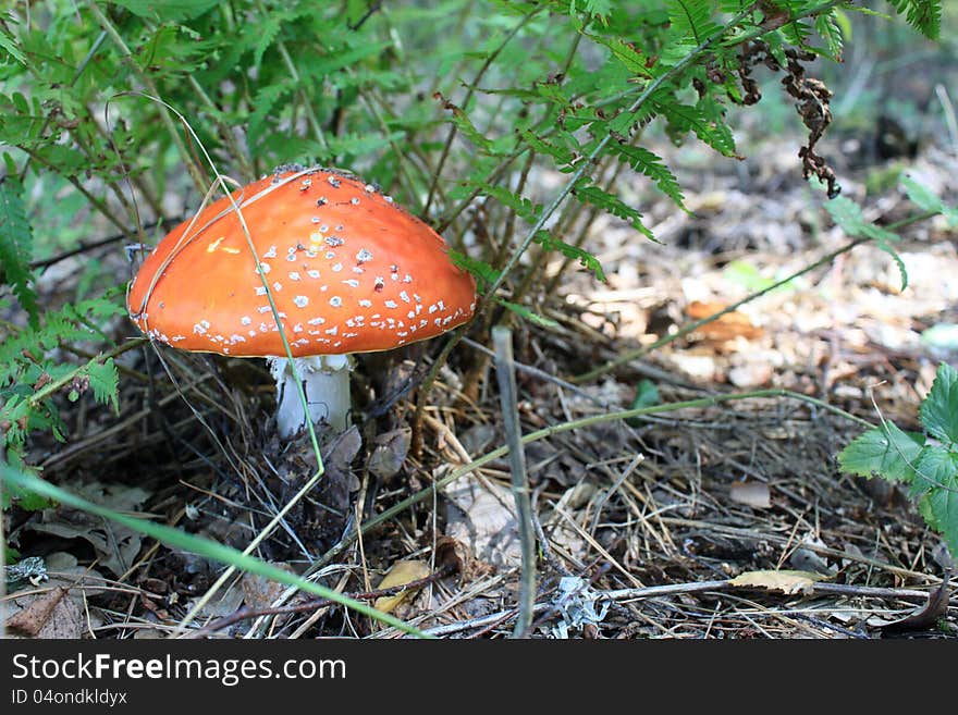 Beautiful red toadstool in autumn forest close-up