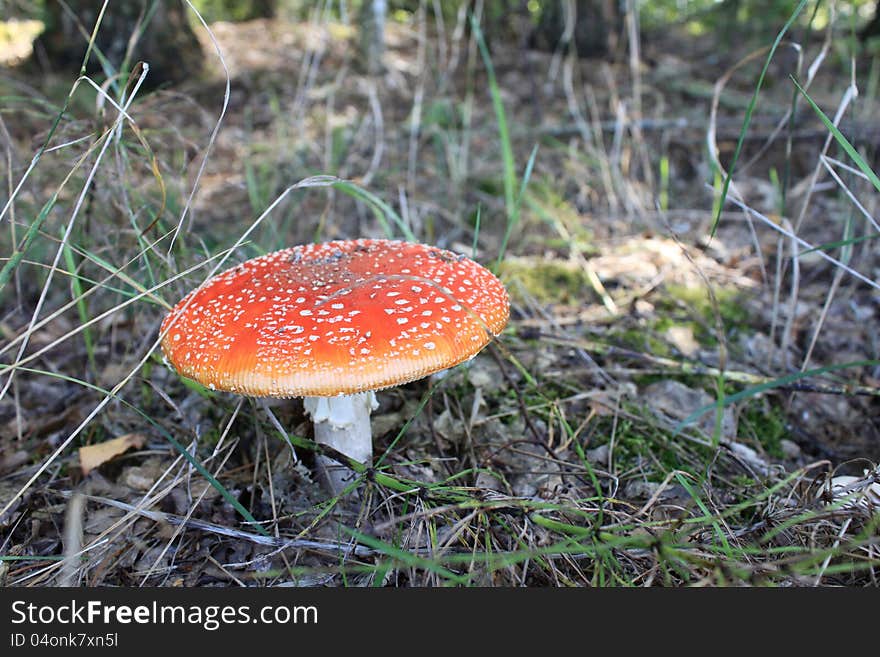 Beautiful red toadstool in autumn forest close-up