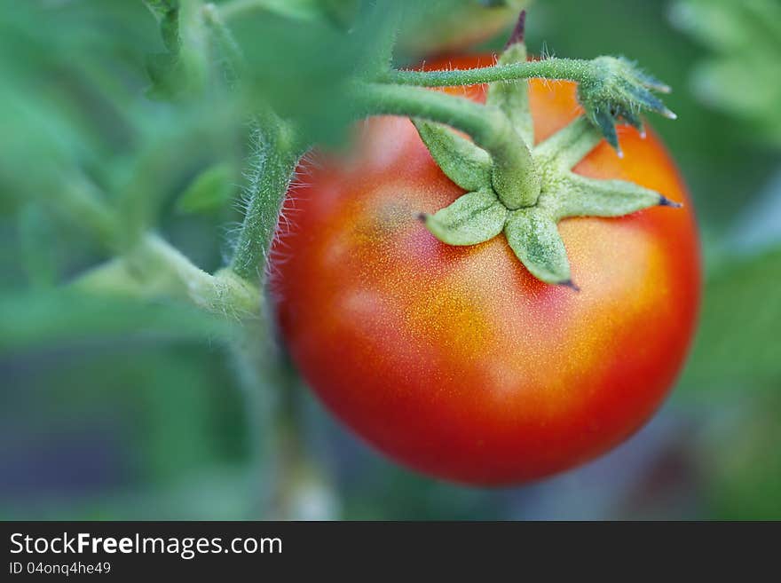 One ripe tomato on a branch in a garden