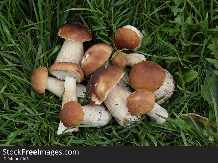 Ten porcini mushrooms on the green grass. Ten porcini mushrooms on the green grass