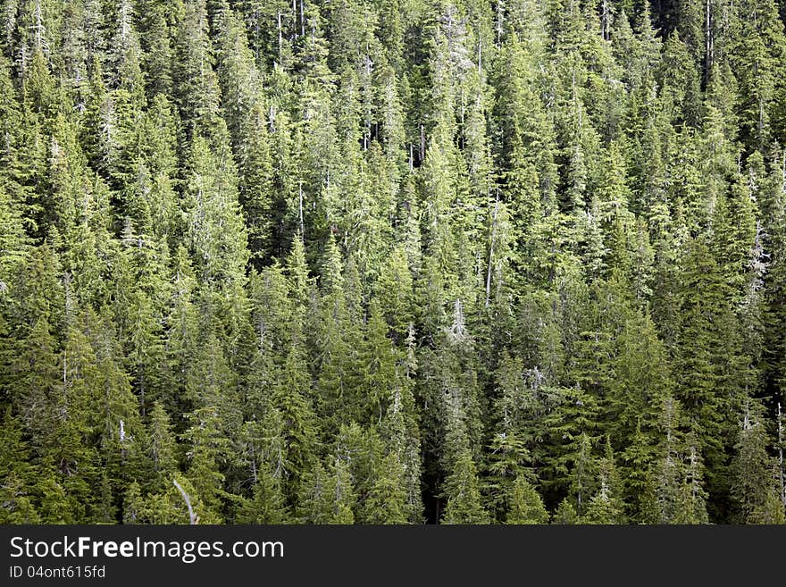 Dense forest view from above. Summer time. Dense forest view from above. Summer time.