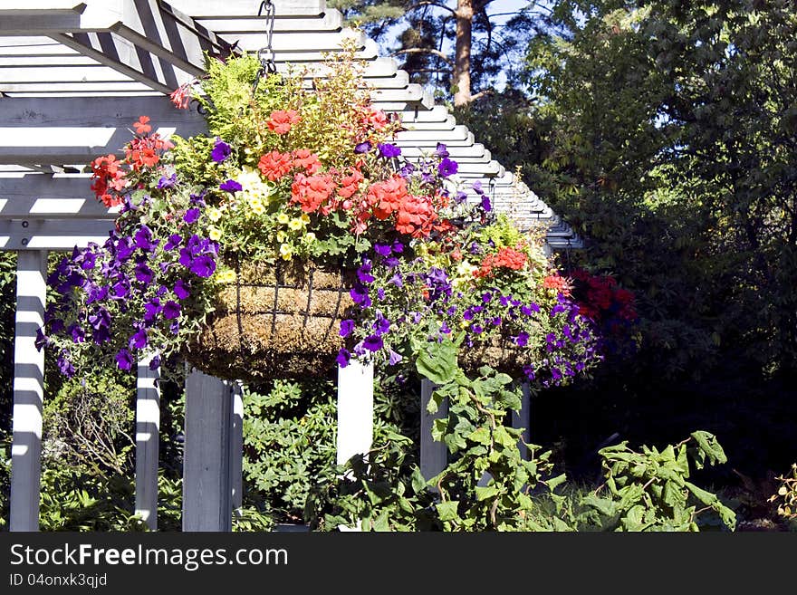 Colorful summer flowers hanging in a beautiful garden. Colorful summer flowers hanging in a beautiful garden