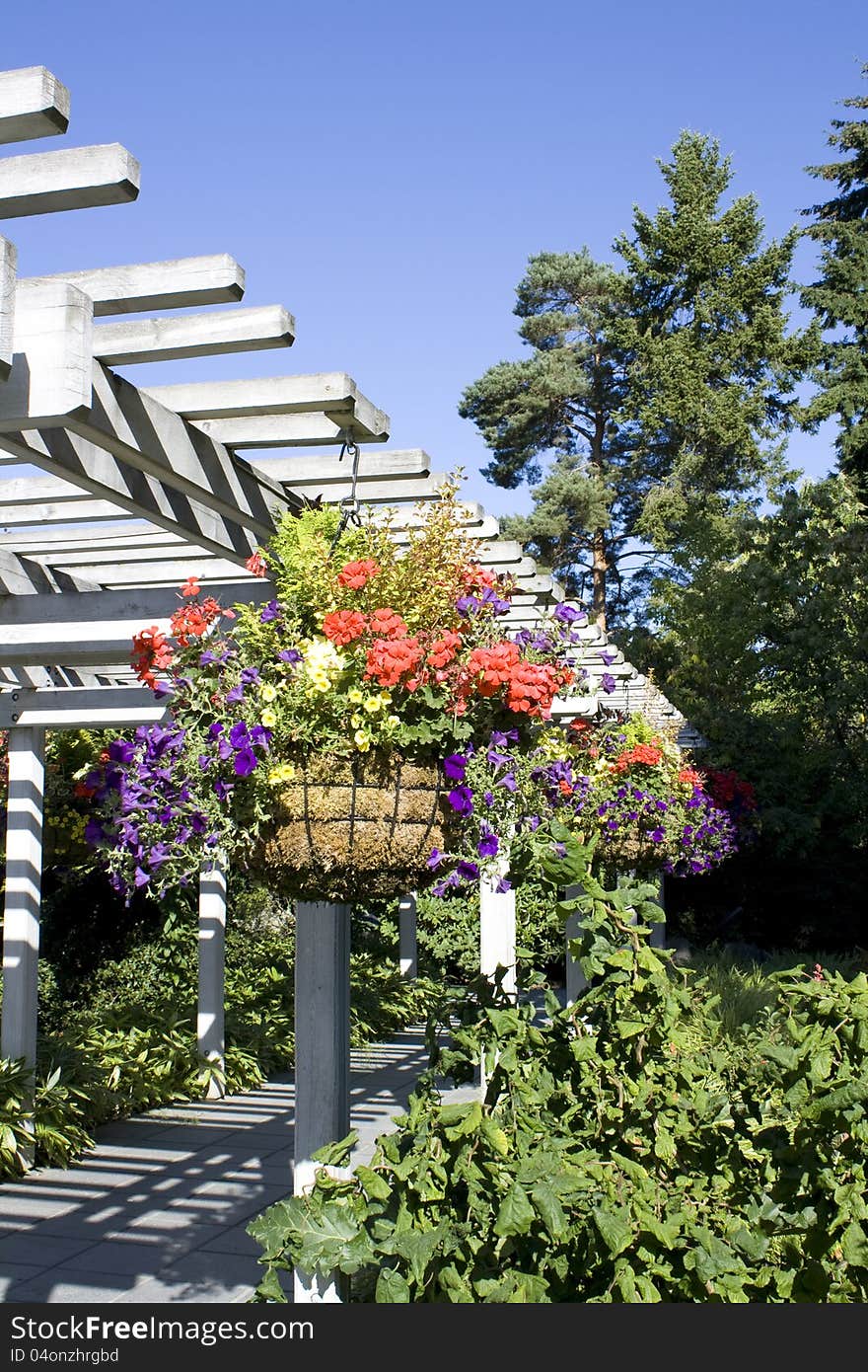 Colorful summer flowers hanging in a beautiful garden. Colorful summer flowers hanging in a beautiful garden