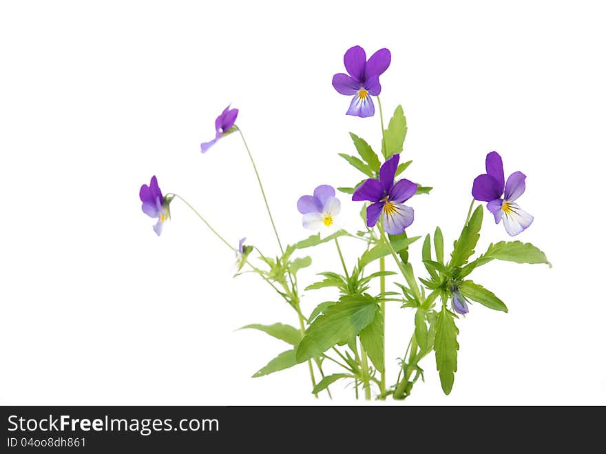 Bouquet of violets on white background