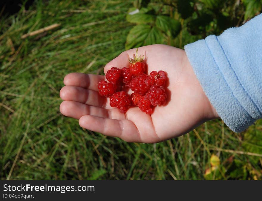 Raspberries in a baby Palm. Raspberries in a baby Palm