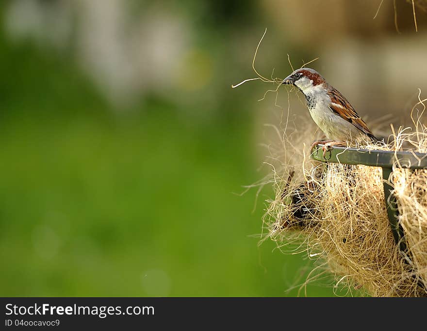 A lone sparrow scrimmaging through hay, collecting straw for its nest. A lone sparrow scrimmaging through hay, collecting straw for its nest.