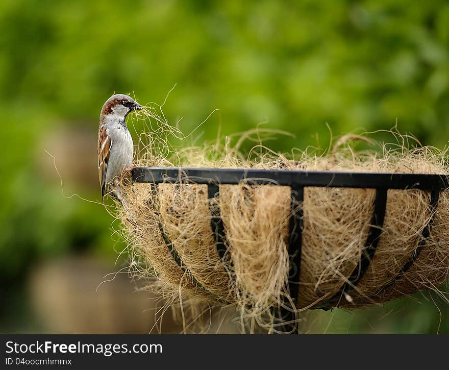 A lone sparrow scrimmaging through hay, collecting straw for its nest. A lone sparrow scrimmaging through hay, collecting straw for its nest.