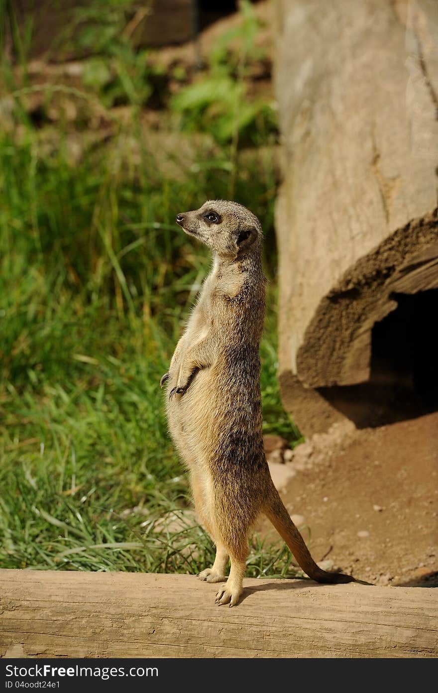 Meerkat