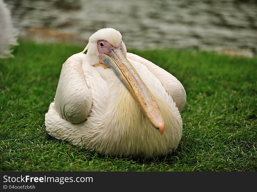 Pelican