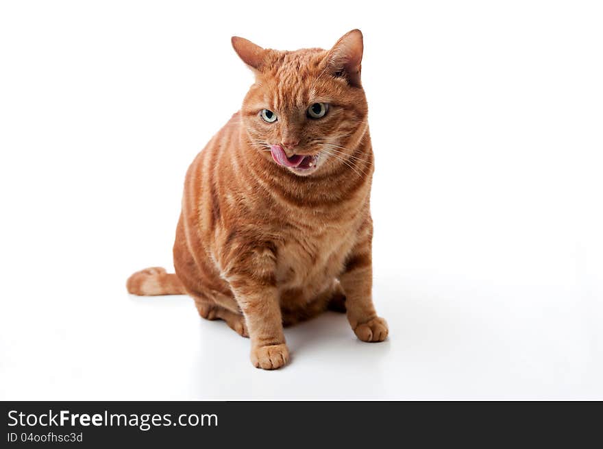 A fat orange tabby cat sitting and licking his chops. Isolated on a white background. A fat orange tabby cat sitting and licking his chops. Isolated on a white background.