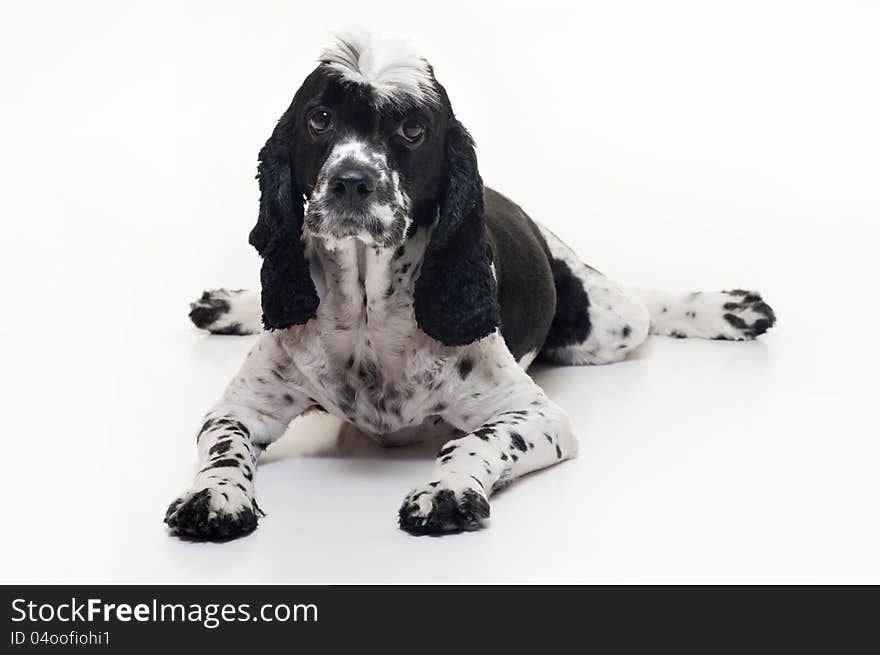 A Cockalier Spaniel Dog (half Cocker Spaniel and half Cavalier King Charles Spaniel) lying down and looking up. Shot in the studio on an isolated white background. A Cockalier Spaniel Dog (half Cocker Spaniel and half Cavalier King Charles Spaniel) lying down and looking up. Shot in the studio on an isolated white background.