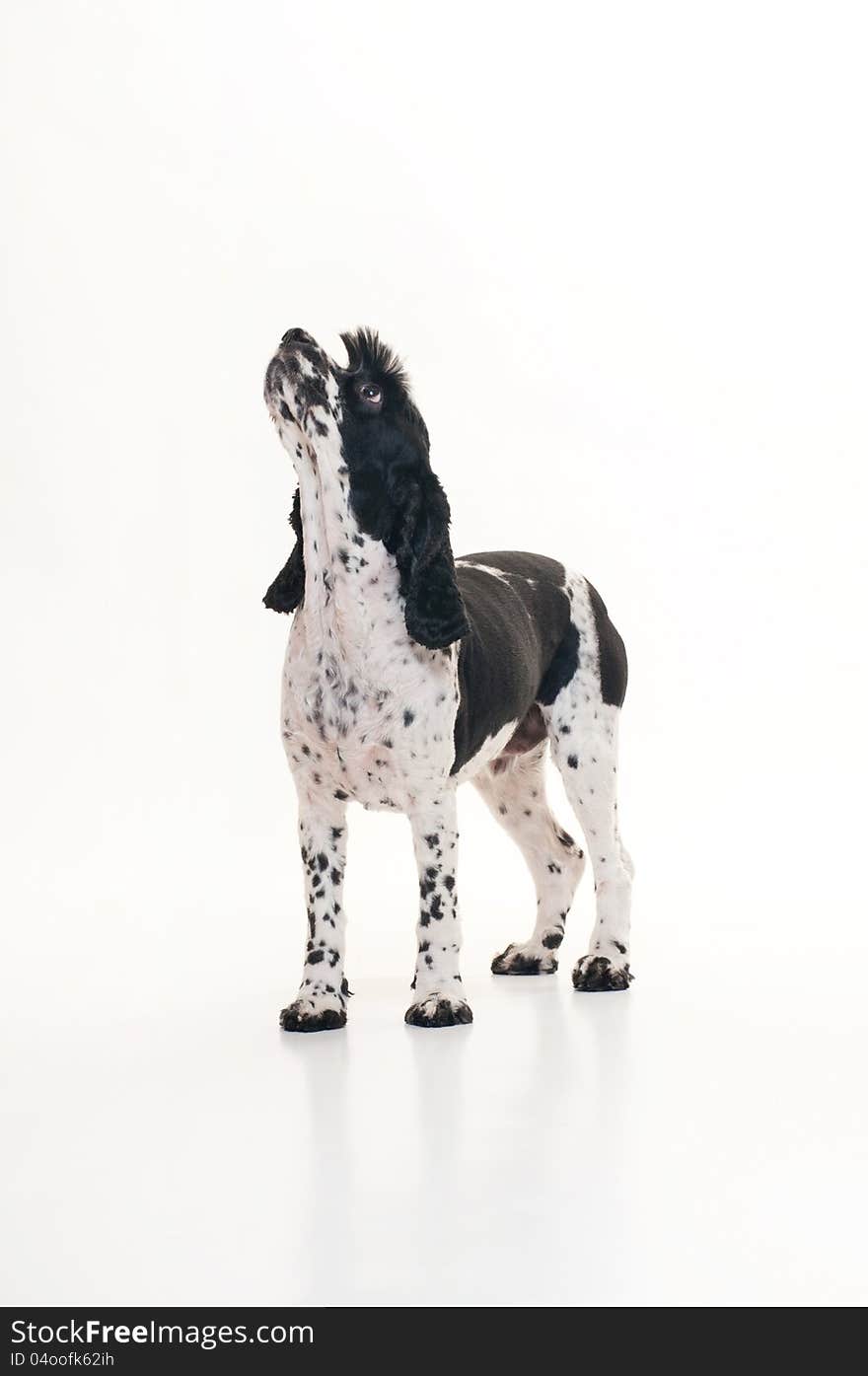 A black and white Cockalier Spaniel dog (half Cocker Spaniel and half Cavalier King Charles Spaniel) standing on an isolated white background and looking up. A black and white Cockalier Spaniel dog (half Cocker Spaniel and half Cavalier King Charles Spaniel) standing on an isolated white background and looking up.