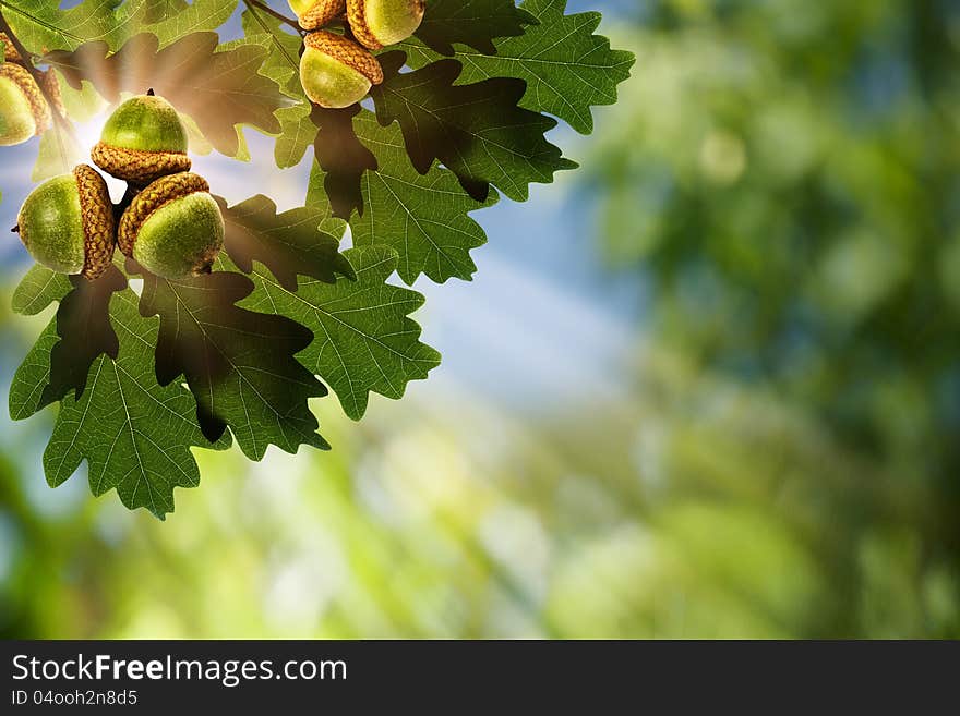 Oak. Abstract natural backgrounds under the bright sunlight