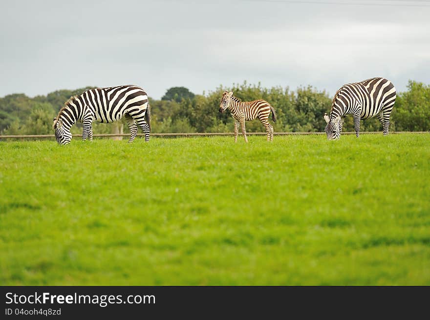 Zebra family eats a grass and the little zebra looks around.