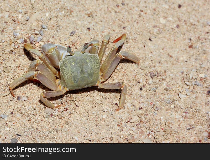 Land Crab on the Beach.