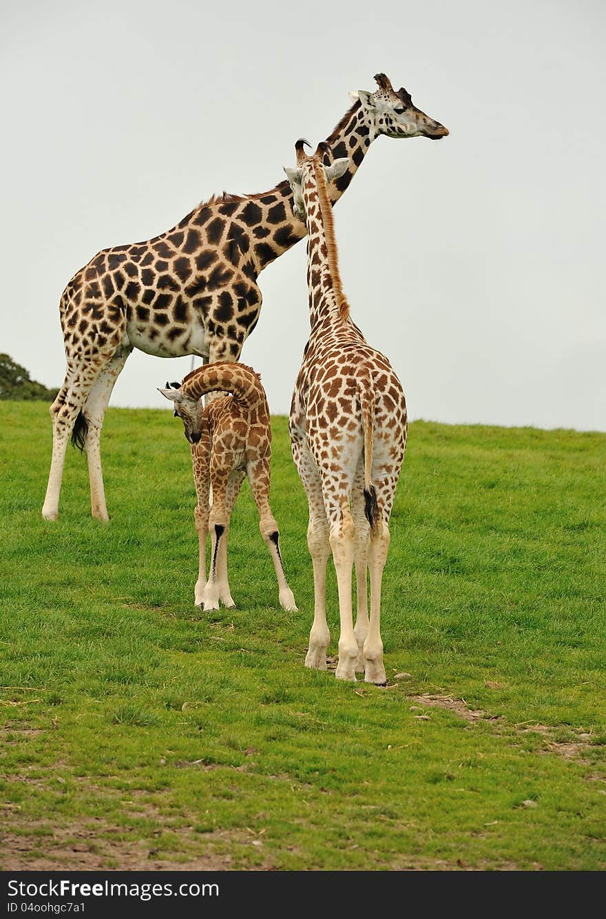 A giraffe family of three in a field.