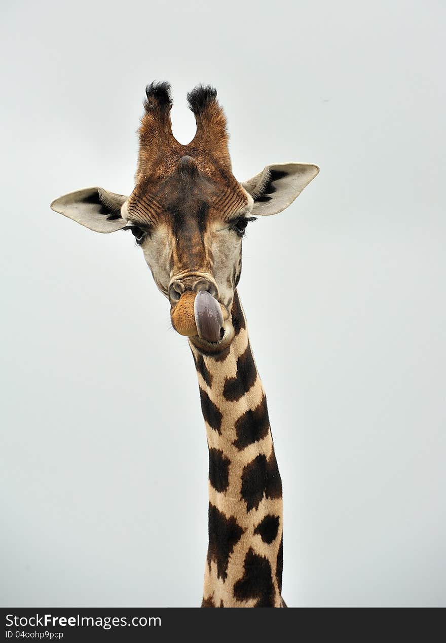 Giraffe